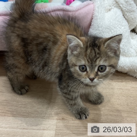 スコティッシュフォールドの写真