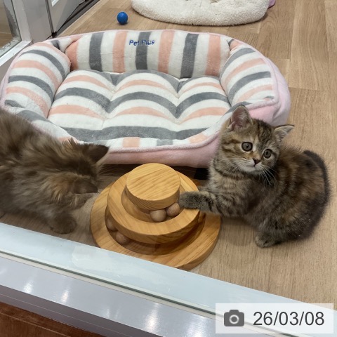 愛知県のスコティッシュフォールド (ペットプラス 東浦店/2025年12月24日生まれ/女の子/ブラウンパッチドタビー)の子猫の4枚目の画像