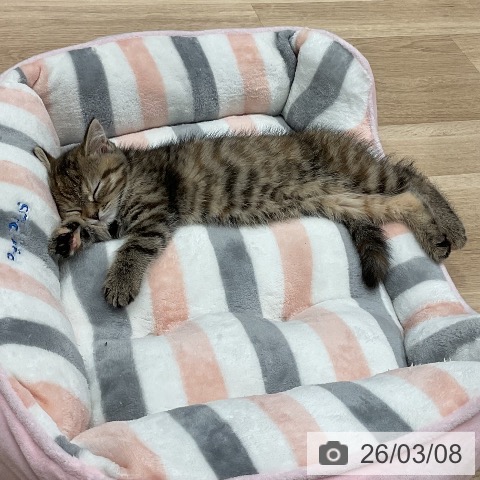 愛知県のスコティッシュフォールド (ペットプラス 東浦店/2025年12月24日生まれ/女の子/ブラウンパッチドタビー)の子猫の3枚目の画像