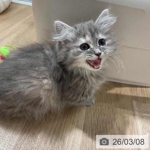 愛知県のミヌエット (ペットプラス ナゴヤドーム前店/2025年12月22日生まれ/女の子/ブルータビーホワイト)の子猫の4枚目の画像