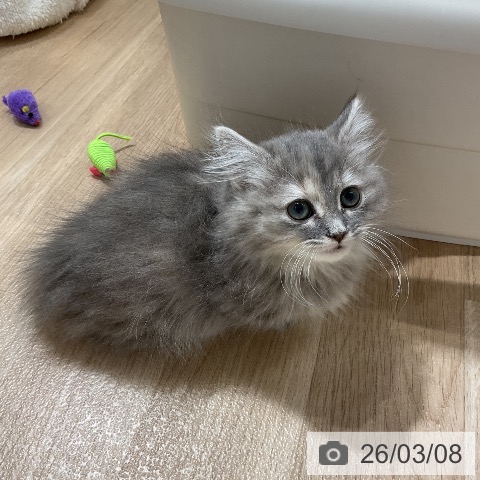 愛知県のミヌエット (ペットプラス ナゴヤドーム前店/2025年12月22日生まれ/女の子/ブルータビーホワイト)の子猫の3枚目の画像