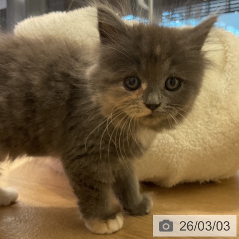 ラガマフィンの写真