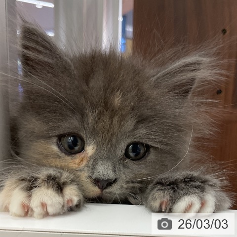 ラガマフィンの写真