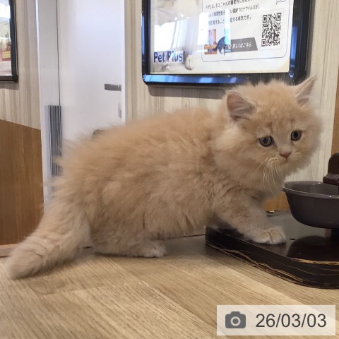 岐阜県のラガマフィン (ペットプラス 各務原店/2025年12月29日生まれ/男の子/クリームタビー)の子猫の3枚目の画像