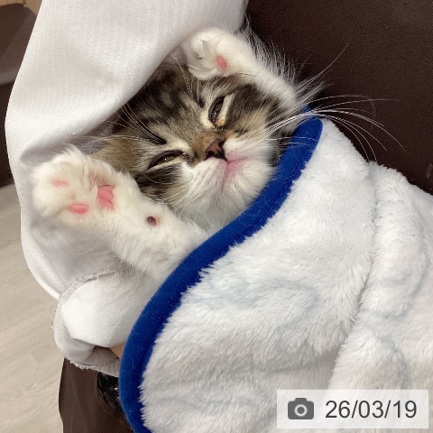 愛知県のラガマフィン (ペットプラス mozoワンダーシティ店/2025年12月30日生まれ/男の子/ブラウンタビーホワイト)の子猫の3枚目の画像