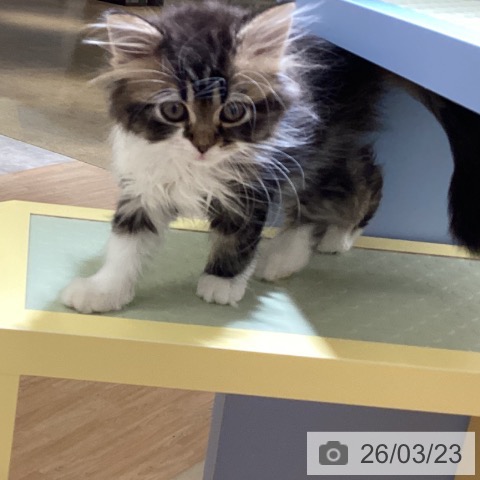 愛知県のラガマフィン (ペットプラス イオンモール長久手店/2025年12月30日生まれ/男の子/ブラウンタビーホワイト)の子猫の4枚目の画像