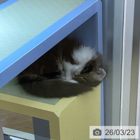 愛知県のラガマフィン (ペットプラス イオンモール長久手店/2025年12月30日生まれ/男の子/ブラウンタビーホワイト)の子猫の3枚目の画像