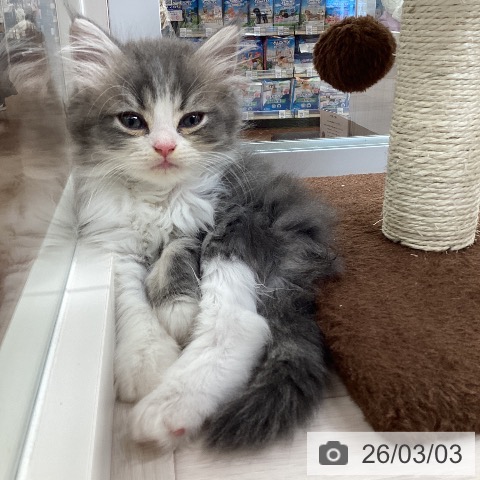 ラガマフィンの写真