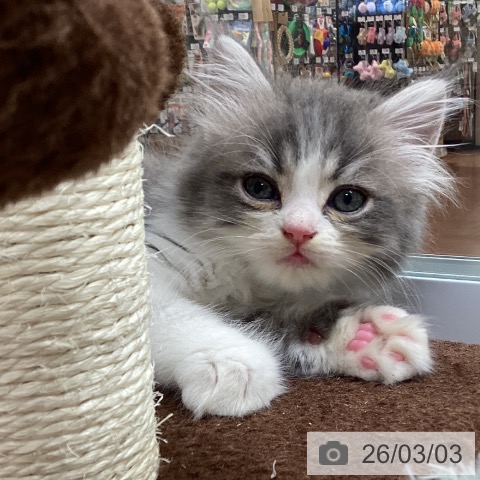 愛知県のラガマフィン (ペットプラス イオンモール長久手店/2025年12月30日生まれ/男の子/ブルータビーホワイト)の子猫の4枚目の画像