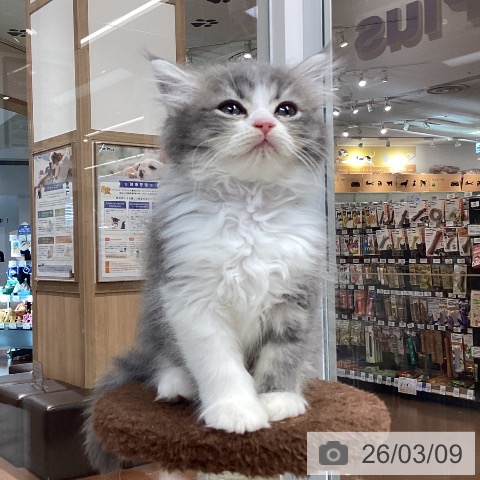 愛知県のラガマフィン (ペットプラス イオンモール長久手店/2025年12月30日生まれ/男の子/ブルータビーホワイト)の子猫の3枚目の画像