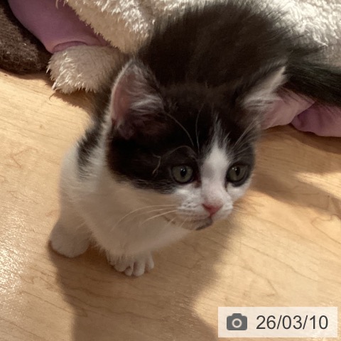 愛知県のマンチカン (ペットプラス 名古屋茶屋店/2025年12月31日生まれ/男の子/ブラックホワイト)の子猫の4枚目の画像