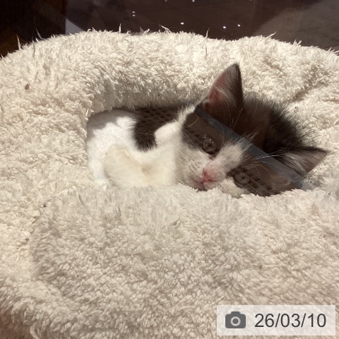 愛知県のマンチカン (ペットプラス 名古屋茶屋店/2025年12月31日生まれ/男の子/ブラックホワイト)の子猫の3枚目の画像