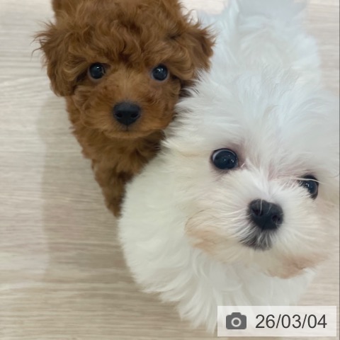 富山県のトイプードル(トイ) (ペットプラス 高岡店/2026年1月1日生まれ/女の子/レッド)の子犬の4枚目の画像