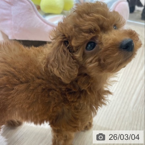 富山県のトイプードル(トイ) (ペットプラス 高岡店/2026年1月1日生まれ/女の子/レッド)の子犬の3枚目の画像