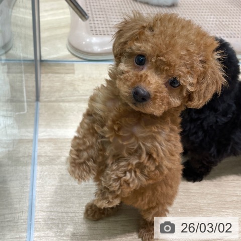 トイ・プードルの写真