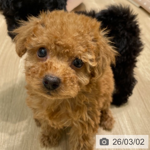 トイ・プードルの写真