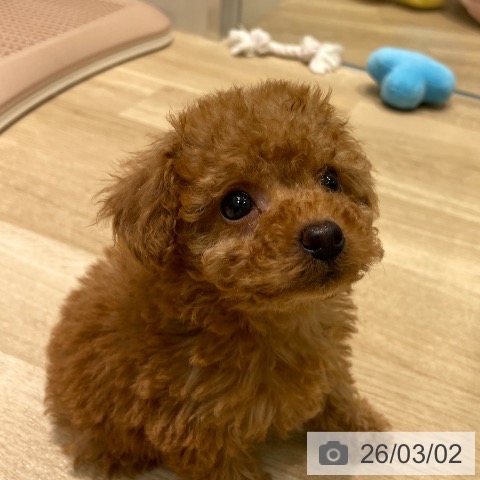 トイ・プードルの写真