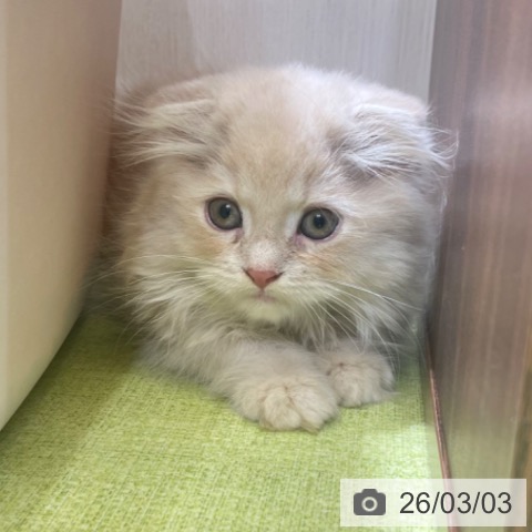 スコティッシュフォールドの写真