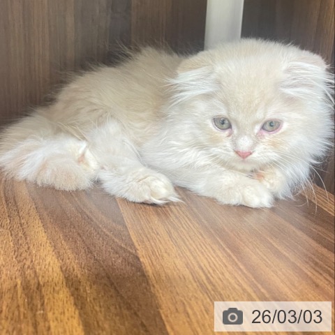 スコティッシュフォールドの写真