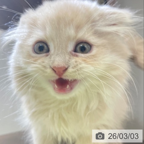 スコティッシュフォールドの写真