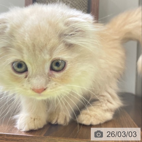 スコティッシュフォールドの写真