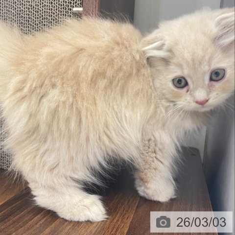 スコティッシュフォールドの写真