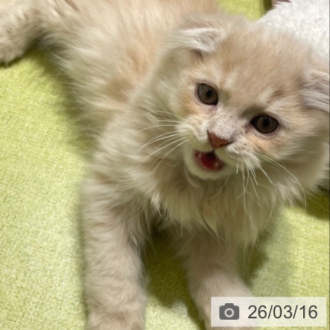 石川県のスコティッシュフォールド (ペットプラス 新小松店/2025年12月12日生まれ/男の子/クリームタビー)の子猫の3枚目の画像