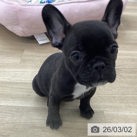 フレンチ・ブルドッグの写真