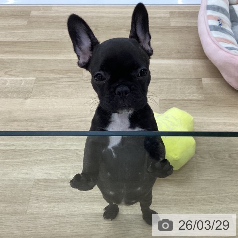 フレンチ・ブルドッグの写真