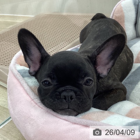 フレンチ・ブルドッグの写真