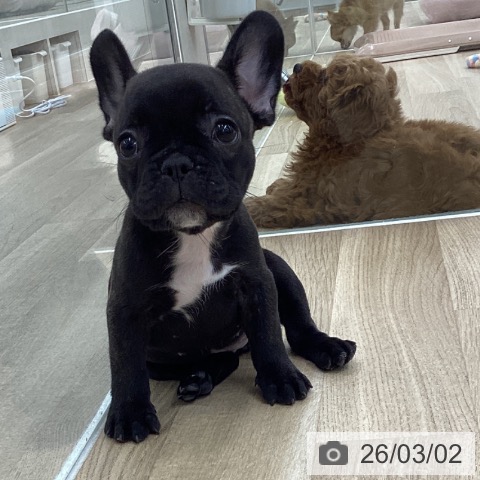 フレンチ・ブルドッグの写真