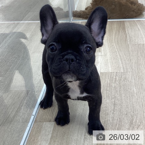 フレンチ・ブルドッグの写真