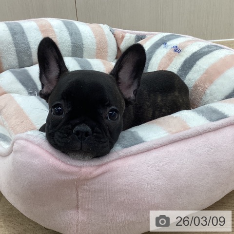 愛知県のフレンチブルドッグ (ペットプラス 千音寺店/2025年12月28日生まれ/女の子/ブリンドル)の子犬の4枚目の画像