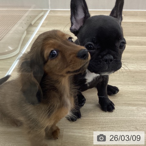 愛知県のフレンチブルドッグ (ペットプラス 千音寺店/2025年12月28日生まれ/女の子/ブリンドル)の子犬の3枚目の画像