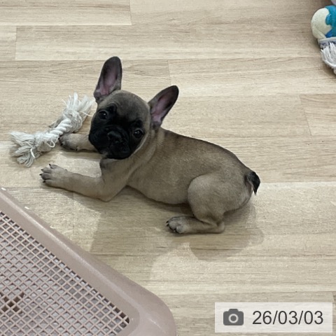 フレンチ・ブルドッグの写真