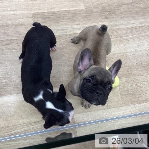 愛知県のフレンチブルドッグ (ペットプラス mozoワンダーシティ店/2025年12月28日生まれ/女の子/フォーン)の子犬の3枚目の画像