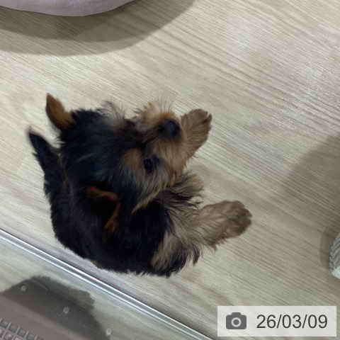 愛知県のヨークシャーテリア (ペットプラス イオンモール長久手店/2026年1月1日生まれ/女の子/スチールブルータン)の子犬の4枚目の画像