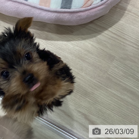 愛知県のヨークシャーテリア (ペットプラス イオンモール長久手店/2026年1月1日生まれ/女の子/スチールブルータン)の子犬の3枚目の画像