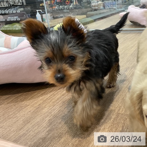 愛知県のヨークシャーテリア (ペッツワン 東海店/2026年1月1日生まれ/女の子/スチールブルータン)の子犬の3枚目の画像