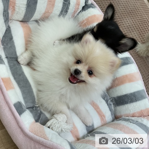 ポメラニアンの写真