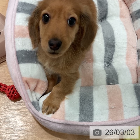 ミニチュア・ダックスフンドの写真