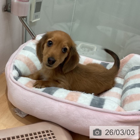 ミニチュア・ダックスフンドの写真