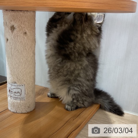 ペルシャの写真