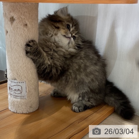 ペルシャの写真