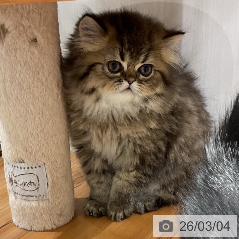 ペルシャの写真