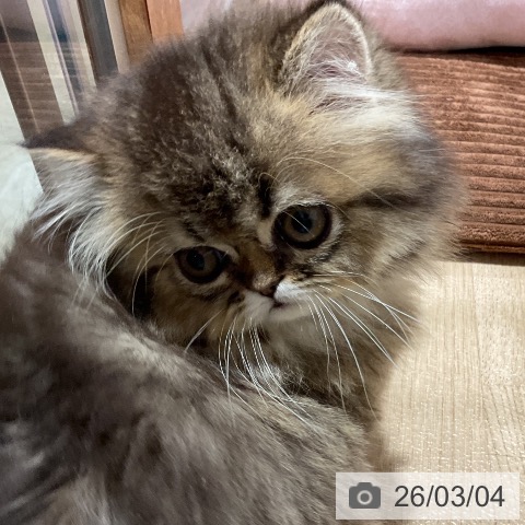 ペルシャの写真