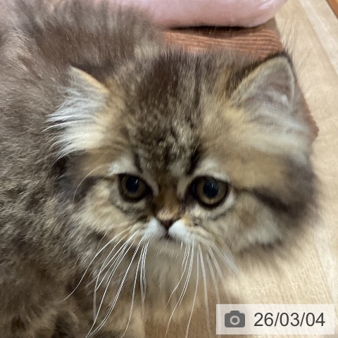 ペルシャの写真