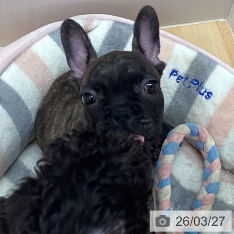 フレンチ・ブルドッグの写真