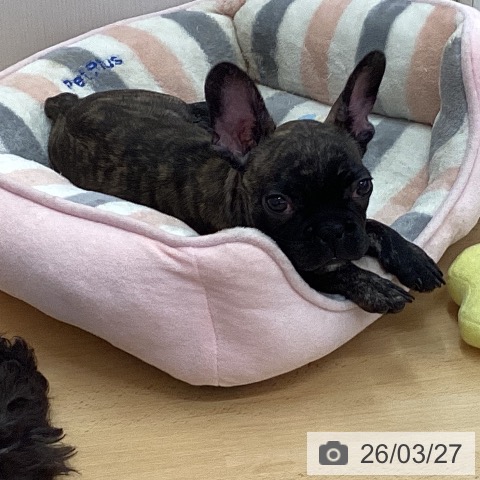 フレンチ・ブルドッグの写真