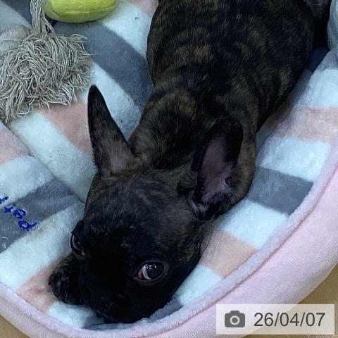 フレンチ・ブルドッグの写真